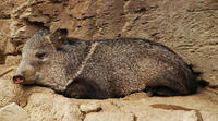 Image of: Pecari tajacu (collared peccary)