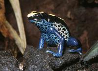 Dendrobates tinctorius