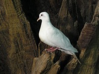 Streptopelia roseogrisea - African Collared-Dove