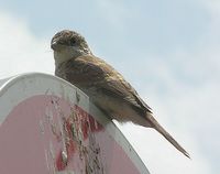 Lanius collurio - Red-backed Shrike