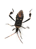 Image of: Leptoglossus clypealis