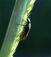 Image of: Sialis