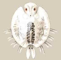 Image of: Argulus japonicus
