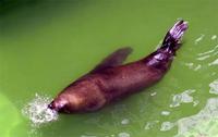 Arctocephalus pusillus - South African Fur Seal