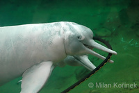 Inia geoffrensis - Pink River Dolphin