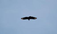 Image of: Coragyps atratus (black vulture)