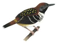 Image of: Hylophylax naevius (spot-backed antbird)