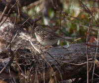 Image of: Melospiza lincolnii (Lincoln's sparrow)