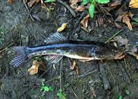 Gobiomorus dormitor - Bigmouth Sleeper