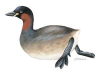 Image of: Tachybaptus ruficollis (little grebe)