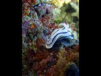 Image of: Nudibranchia (nudibranchs)