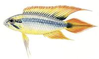 Image of: Apistogramma agassizii (Agassiz' dwarf cichlid)