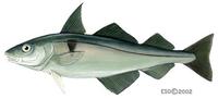 Image of: Melanogrammus aeglefinus (haddock)