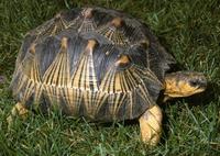 Image of: Geochelone radiata (radiated tortoise)