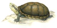 Image of: Kinosternon leucostomum (white-lipped mud turtle)