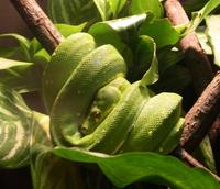 Image of: Morelia viridis (green tree python)