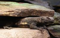 Image of: Sauromalus ater (common chuckwalla)