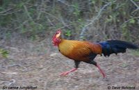 Sri Lanka Junglefowl - Gallus lafayetii