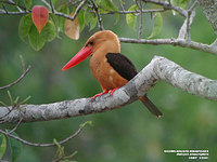 Brown-winged Kingfisher - Halcyon amauroptera