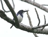 Blue-and-white Kingfisher - Todiramphus diops