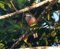 Spotted Imperial Pigeon - Ducula carola
