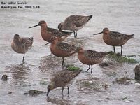 Bar-tailed Godwit - Limosa lapponica