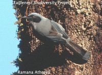 Beautiful Sibia - Heterophasia pulchella