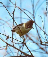 Whiskered Yuhina - Yuhina flavicollis