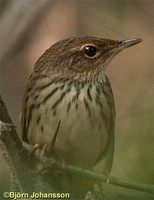 Lanceolated Warbler - Locustella lanceolata