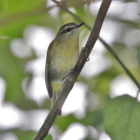 Sulawesi - Phylloscopus sarasinorum