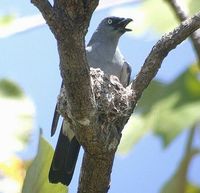 White-rumped Cuckooshrike - Coracina leucopygia