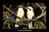 Laughing Kookaburra