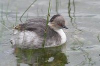 Silvery Grebe - Podiceps occipitalis