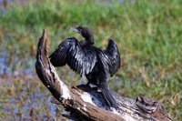 Little Cormorant - Phalacrocorax niger