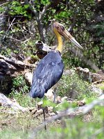 Lesser Adjutant - Leptoptilos javanicus