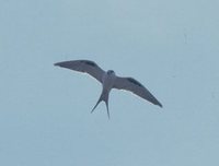 Scissor-tailed Kite - Chelictinia riocourii