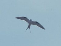 Scissor-tailed Kite - Chelictinia riocourii