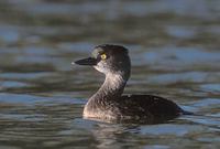 Least Grebe (Tachybaptus dominicus) photo