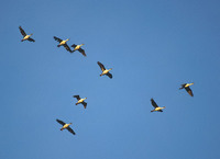 Imperial (Blue-eyed) Shag (Phalacrocorax atriceps) photo