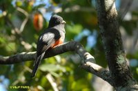 Blue-crowned Trogon - Trogon curucui