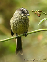 Agile Tit-Tyrant - Anairetes agilis