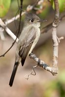 Cuban Pewee - Contopus caribaeus