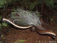 Superb Lyrebird - Menura novaehollandiae