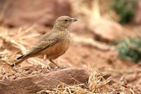 Rufous-tailed Lark - Ammomanes phoenicurus