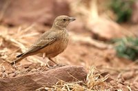 Rufous-tailed Lark - Ammomanes phoenicurus