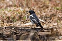 Hooded Robin - Melanodryas cucullata