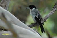 Gray Butcherbird - Cracticus torquatus