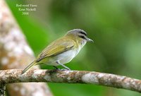 Red-eyed Vireo - Vireo olivaceus