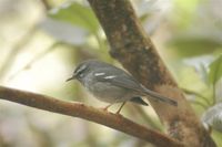 Plumbeous Warbler - Dendroica plumbea