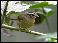 Three-striped Warbler - Basileuterus tristriatus